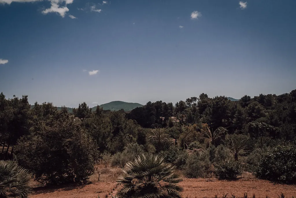 Groene heuvels en pijnbomen in het binnenland van Ibiza