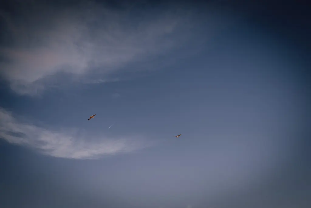 Vogels in een avondlucht met lichte wolkensliertjes
